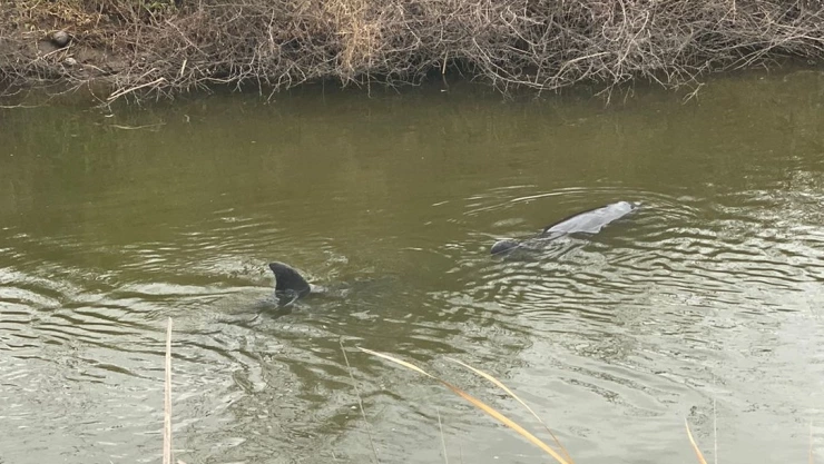 Delfines Navolato.jpeg