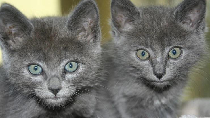 gatos Taiwán.jpg