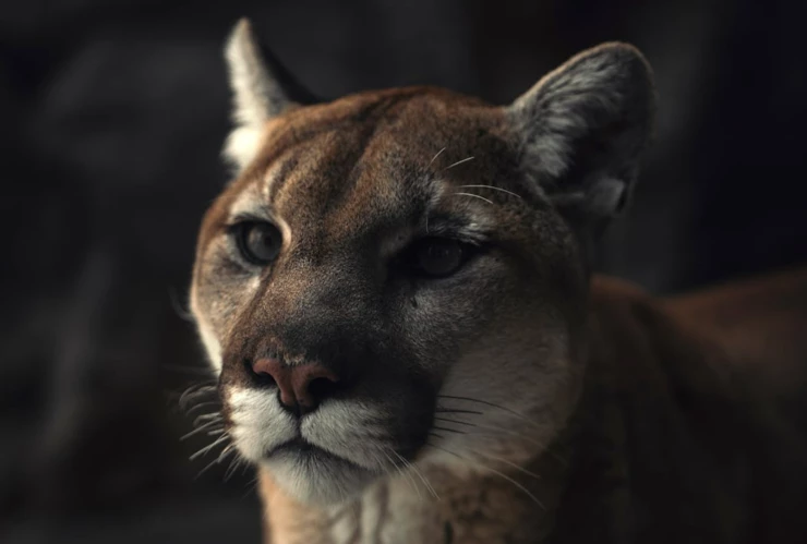 Pumas acecharon a excursionistas.png