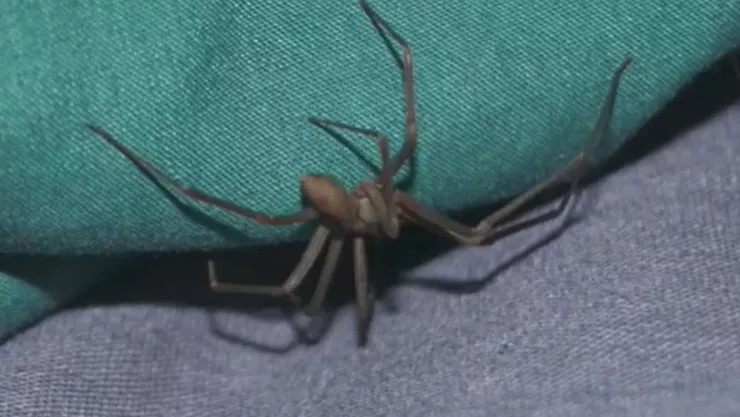 Mujer muere tras picadura de araña violinista en Guaymas, Sonora