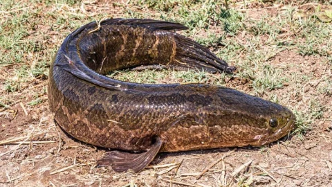 cabeza serpiente.jpg