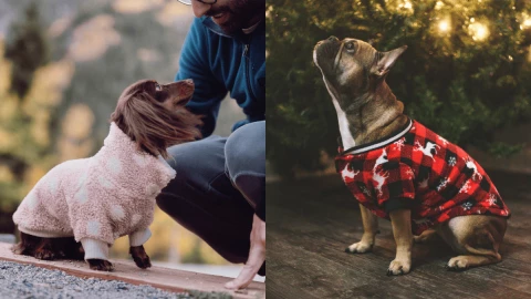 Consejos para proteger a tus mascotas del frío en diciembre.png