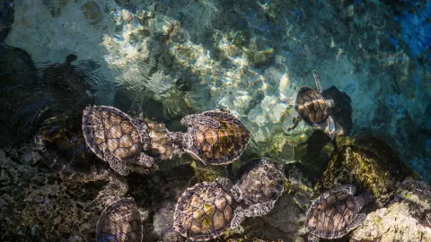 Tortugas marinas en Yucatán