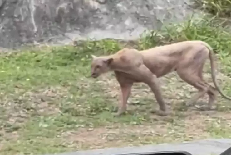 Avistamiento de puma en Monterrey.
