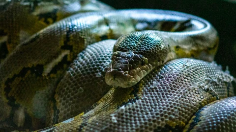 Serpiente se electrocuta durante el Huracán Beryl