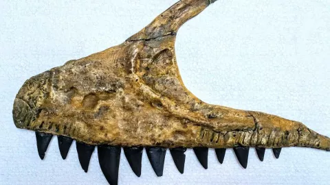 Dinosaurio, tiburón, T-Rex.jpg