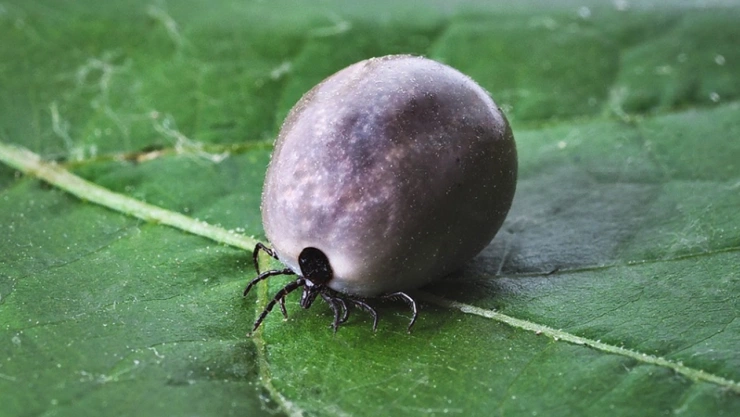 morderura garrapata muere niño síntomas