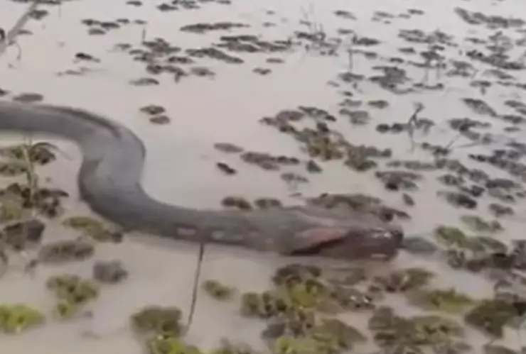 Captan paso de imponente anaconda en lago de Perú