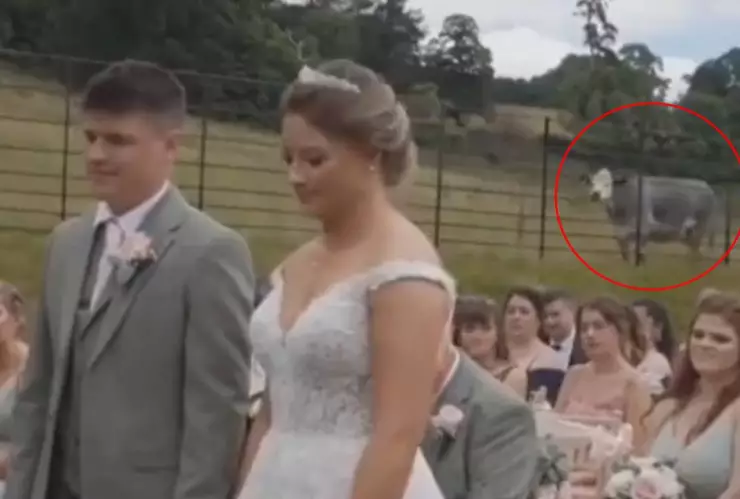 ¡Qué hable ahora o que calle para siempre! Vaca interrumpe boda y se hace viral (VIDEO)