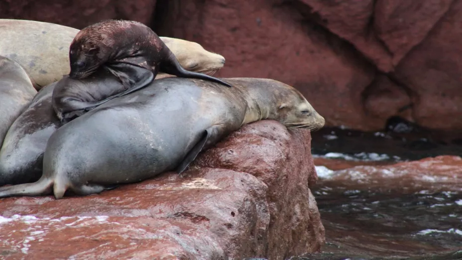 Continúa conservación del lobo marino de California _conanp.jpeg