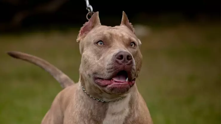 Muere mujer de la tercera edad tras ser atacada por un pitbull