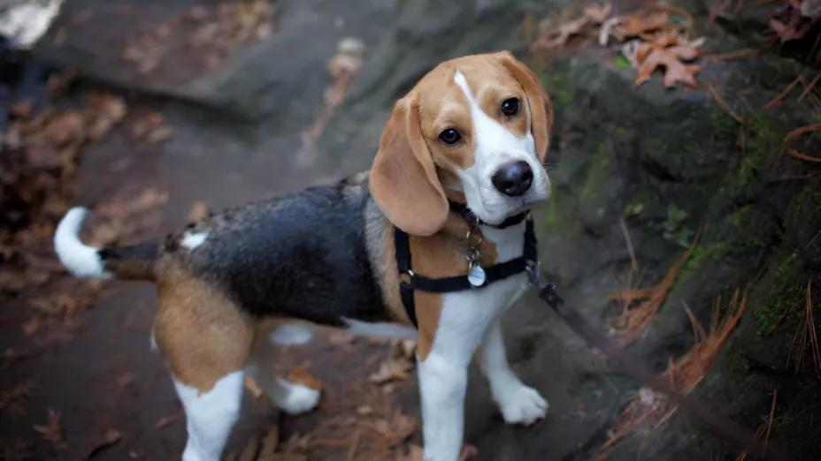 Beagle, uno de los perros más bonitos