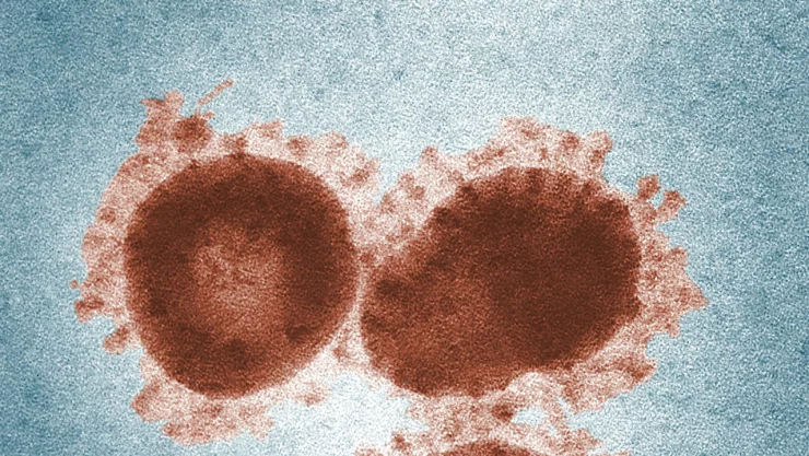 metapneumovirus