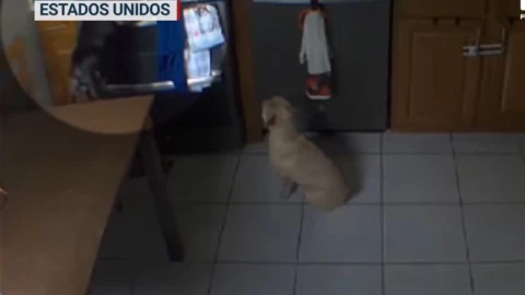 VIDEO | Perrito causa trágico incendio sin querer por esta curiosa razón