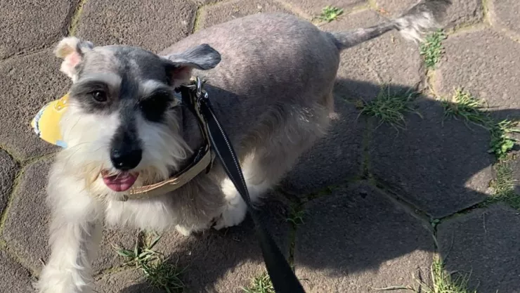 &iquest;Qu&eacute; leyes protegen a los perros del maltrato animal?