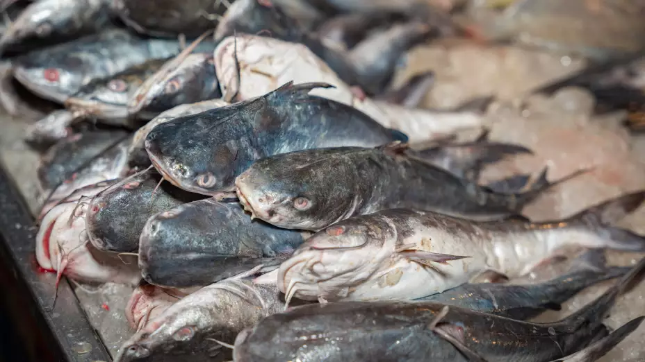 Oceana-Paco Serrano-01.jpg