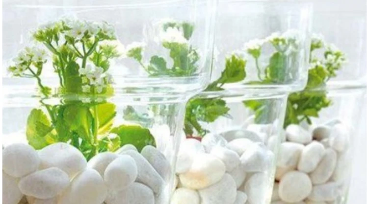 plantas de agua con piedras