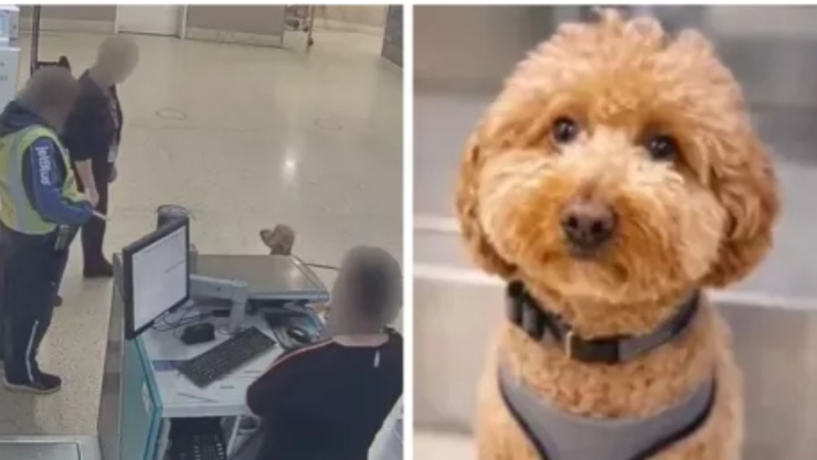 ató a su perro a un medidor