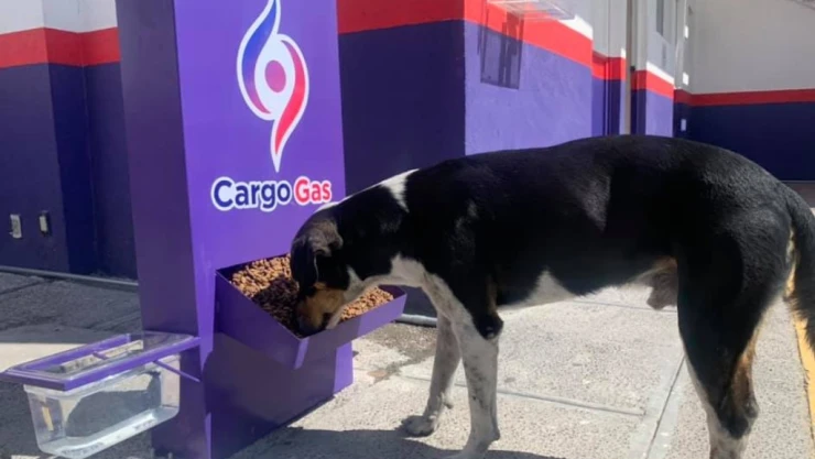 Perro gasolinera