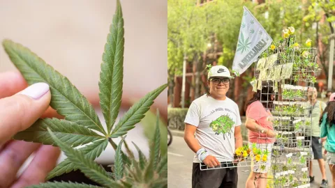 marcha 420 marihuana 2025
