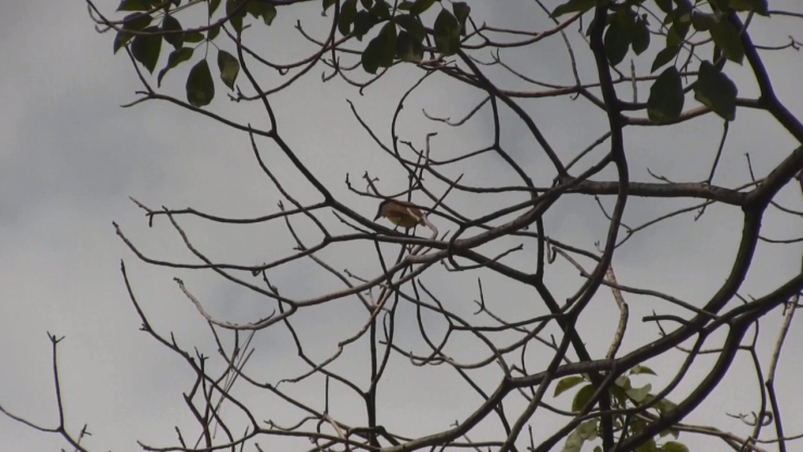 De acuerdo con la dirección de Ecología local, las aves mueren por las altas temperaturas, pero también por la falta de recipientes o espacios con agua en donde puedan calmar su sed. Imagen: Archivo
