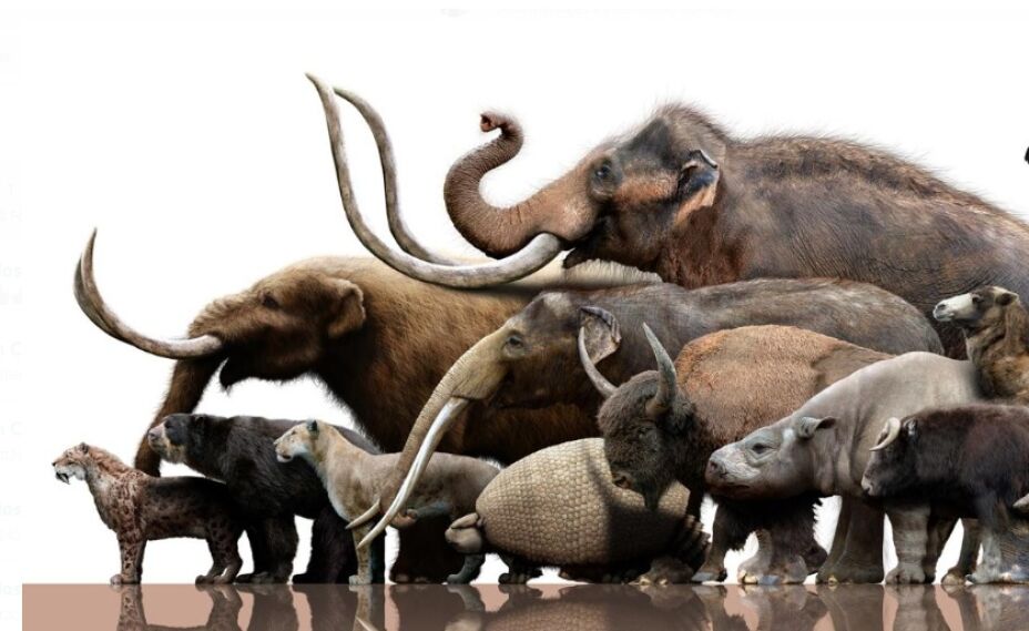 INAH confirma hallazgo de gonfoterio fósil en Guerrero