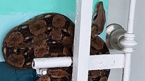 boa constrictor en fraccionamiento de Veracruz