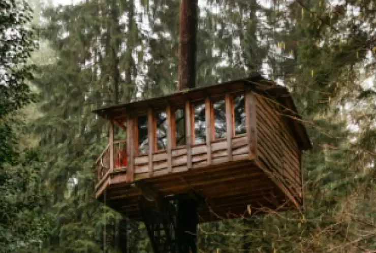 Encuentran hombre sin vida en casa del árbol en Tijuana, ¿qué ocurrió?