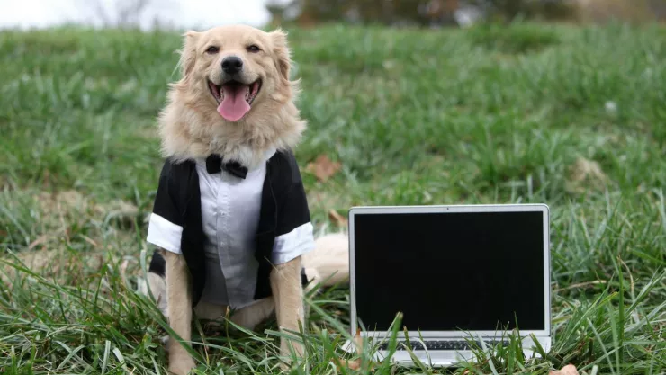 Perrito en TikTok se hace viral por ir a boda sin dueño