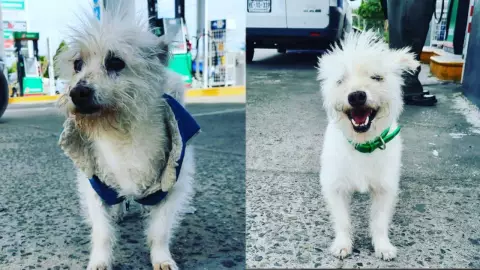 VIDEO: Muere el perrito Gasolin que trabajaba en una gasolinera