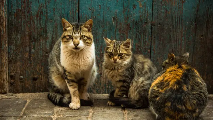eliminar gatos callejeros