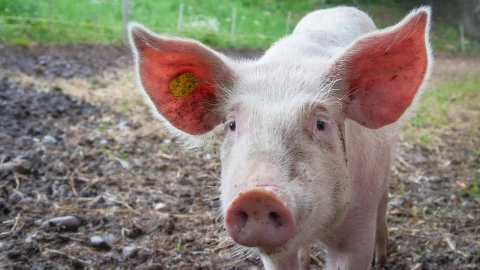 cerdo-hombre-muere-yucatan