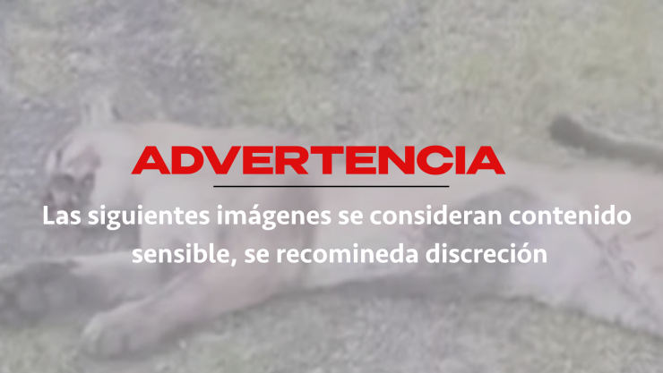 Hallan puma sin vida en carretera Rioverde-San Luis Potosí