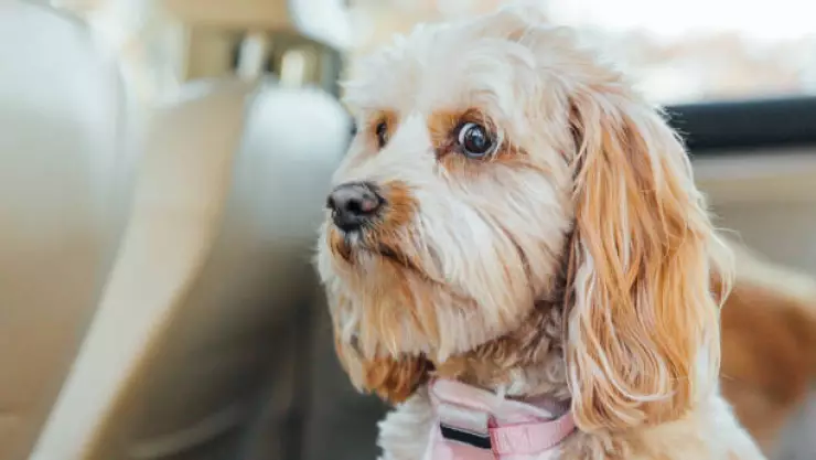 Perros pueden contagiarse por estrés de dueños