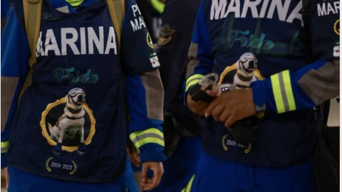 ¡Héroes mexicanos! Perros rescatistas se dirigen a Turquía tras sismo