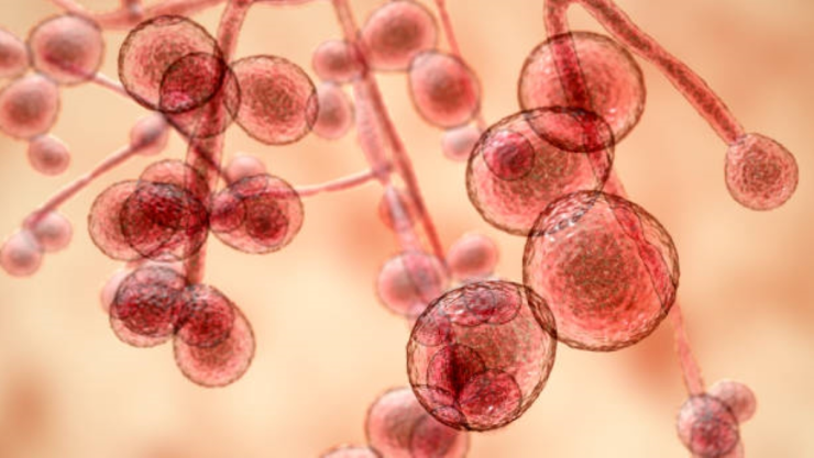 hongo Candida auris.jpg