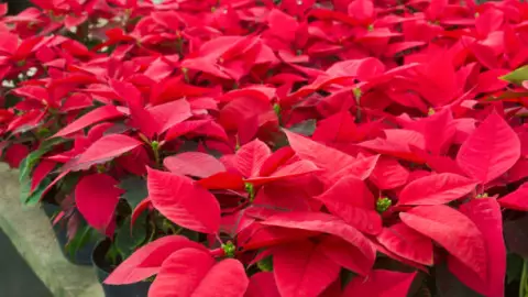 crea Morelos las primeras variedades mexicanas de nochebuenas