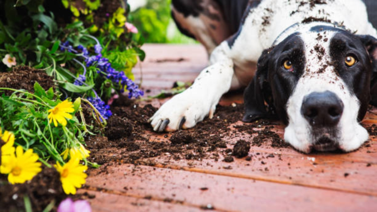 Plantas tóxicas para perros.jpg