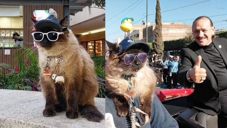 Bodoque, el gato