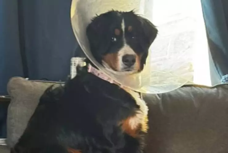 Perrita sobrevivió ingerir 44 objetos