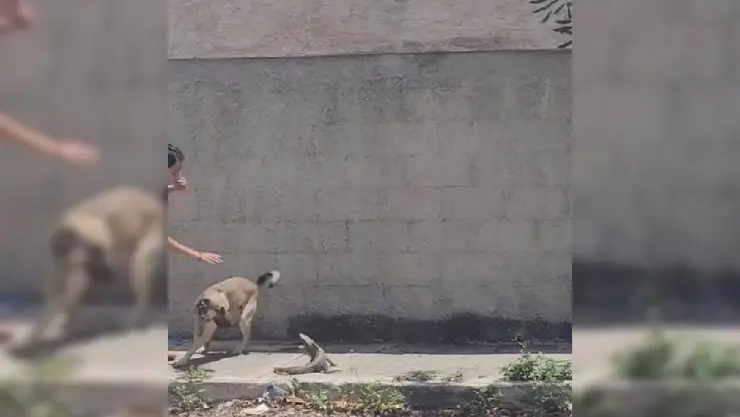 pelea de perro y tolok