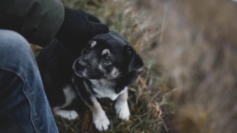 doctor-perro-infección