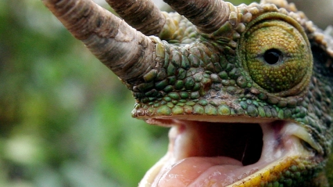 reptiles peligro de extincion mundo