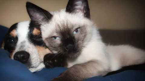 Conoce los gastos que se requieren hacer para ofrecerle una vida de calidad a tu mascota.