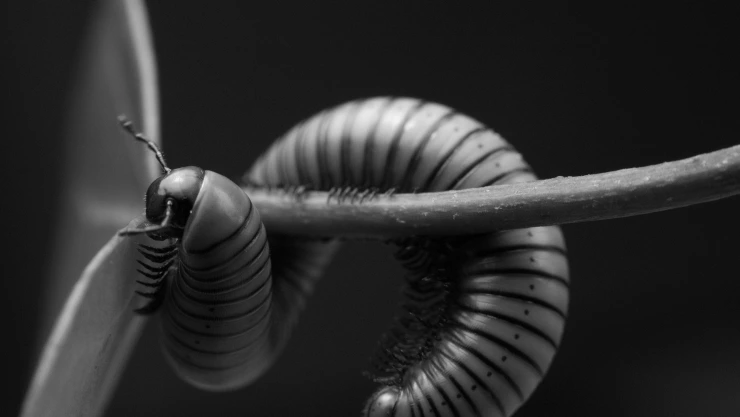 Casos de gusano barrenador en México; ¿cuáles son los estados más afectados?