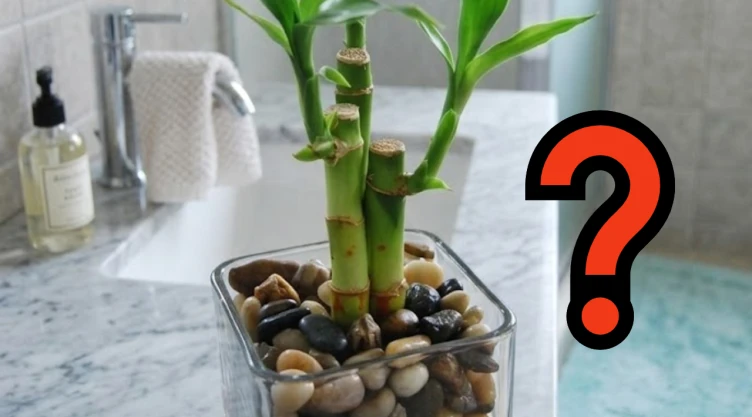 En qué parte del baño debes colocar un bambú de la suerte para que dure más tiempo