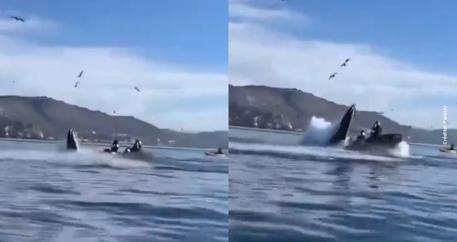 Ballena turistas.jpg