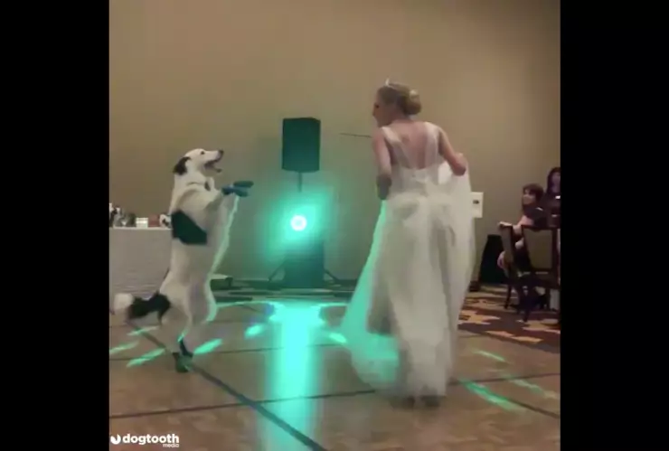 Novia baila con su perro en el día de su boda
