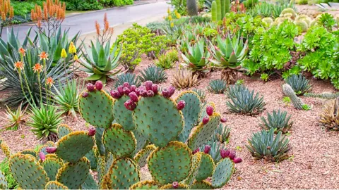 Las suculentas son plantas que no representan grandes complicaciones si se las quiere integrar a un jard&iacute;n moderno.