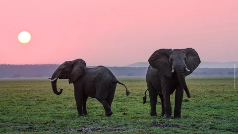 Big Boy, elefante que fue rescatado por estar en cautiverio, tiene novia.